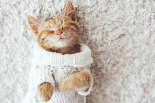 Pet-Friendly Carpets: The Ideal Choice for Singapore's Animal Lovers - The Carpetier™