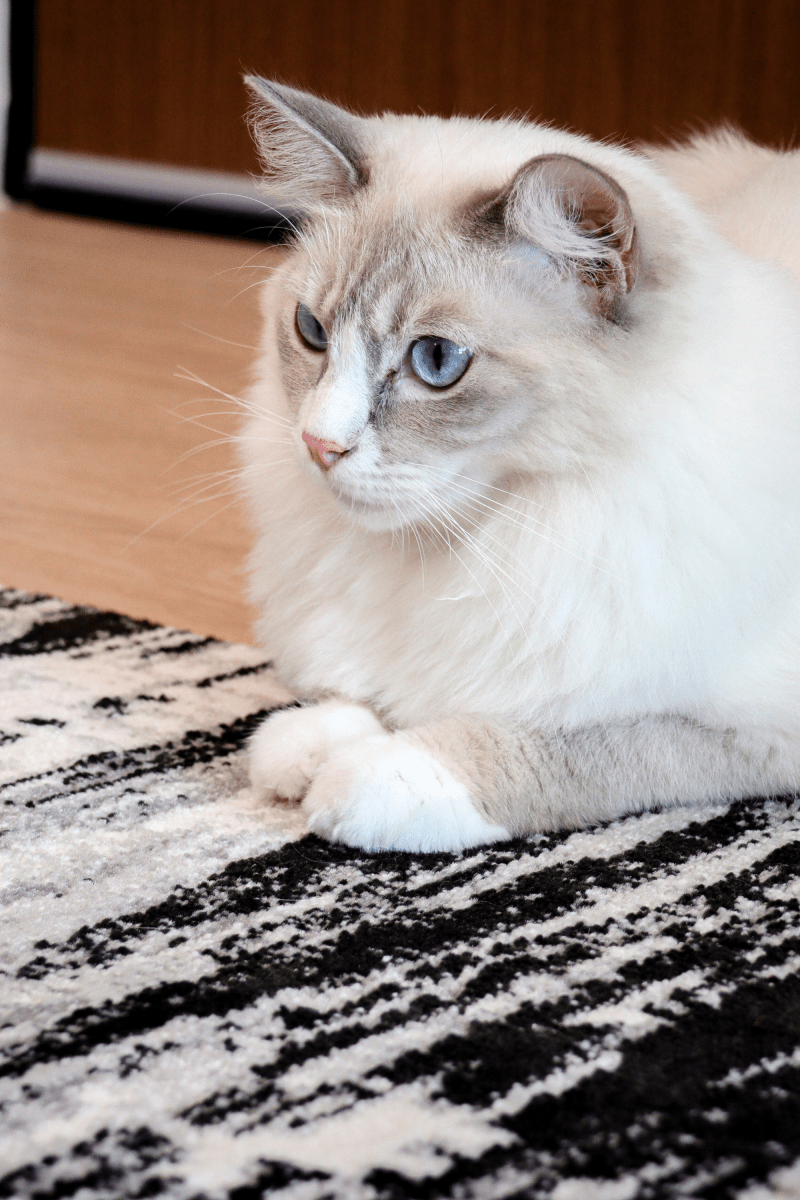 Black Weave Luxury Carpet | Carlton Modern Series - The Carpetier™