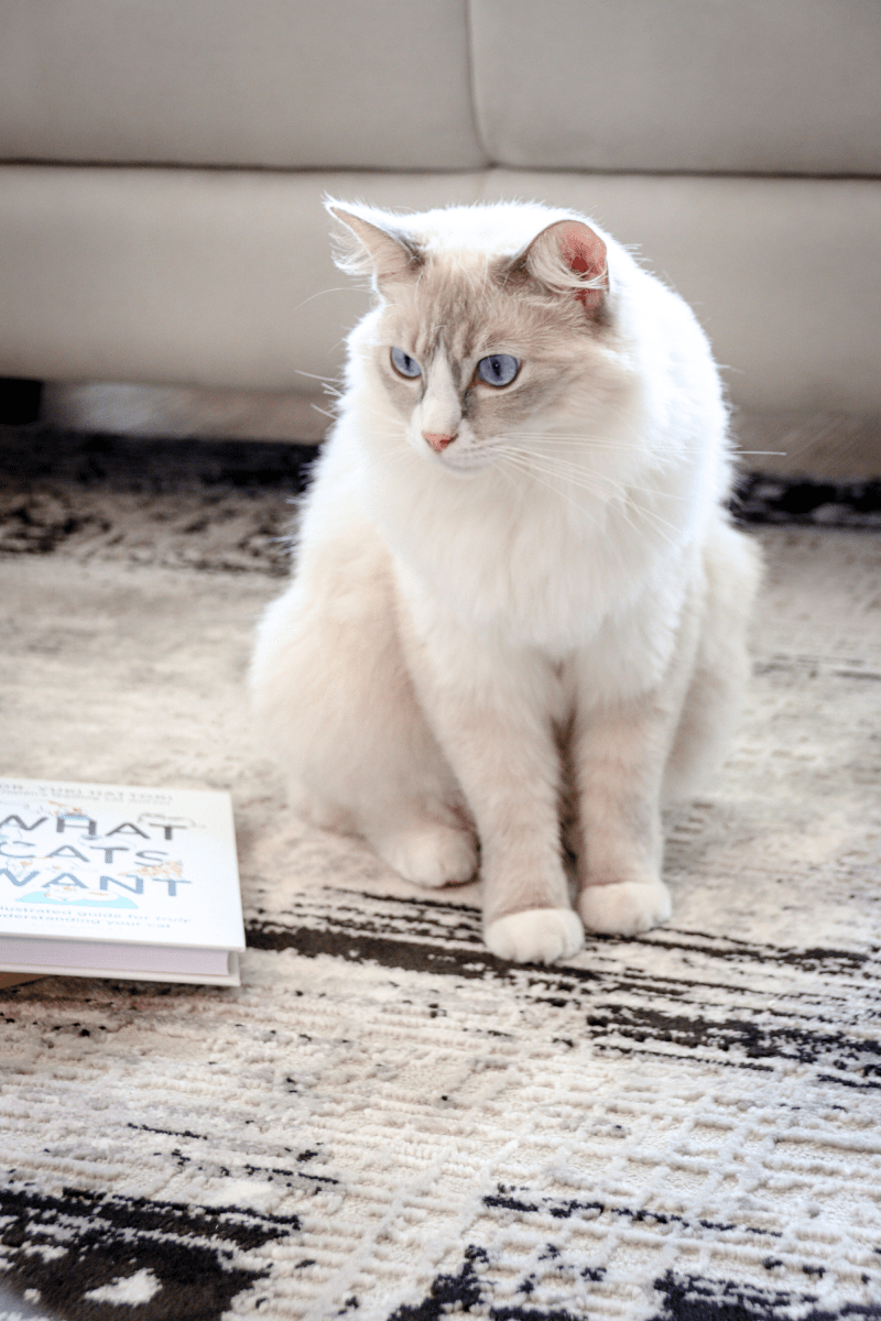 Black Weave Luxury Carpet | Carlton Modern Series - The Carpetier™