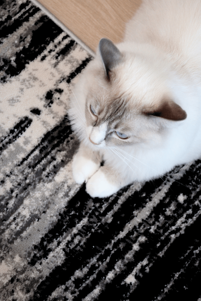 Black Weave Luxury Carpet | Carlton Modern Series - The Carpetier™