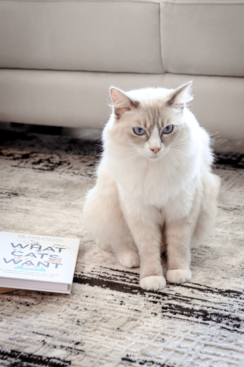 Black Weave Luxury Carpet | Carlton Modern Series - The Carpetier™