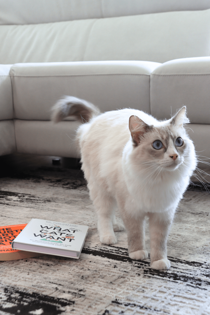 Black Weave Luxury Carpet | Carlton Modern Series - The Carpetier™