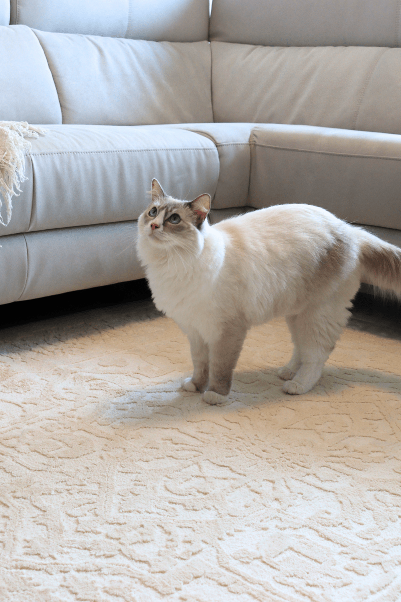 Cream Imperial Carpet | Wilton Dyed Series - The Carpetier™