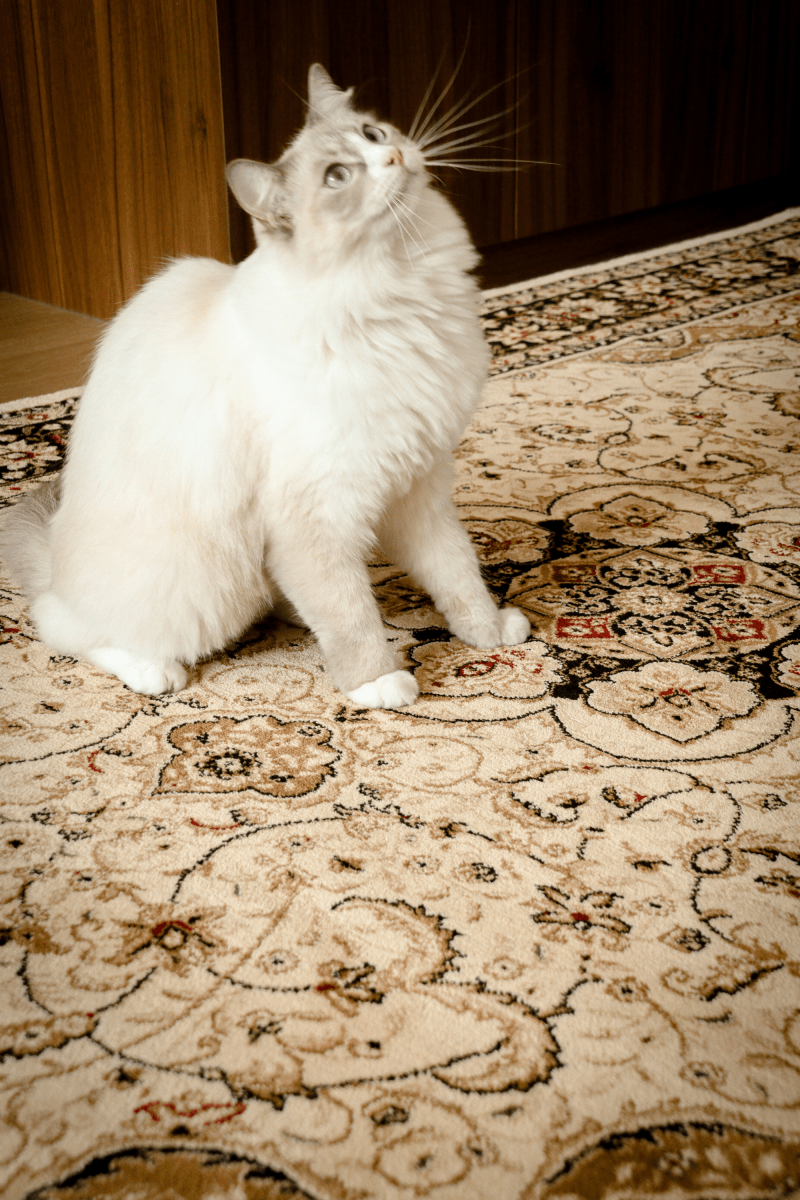 Royal Sultan Carpet | Al Safa | Royal Persian Series - The Carpetier™