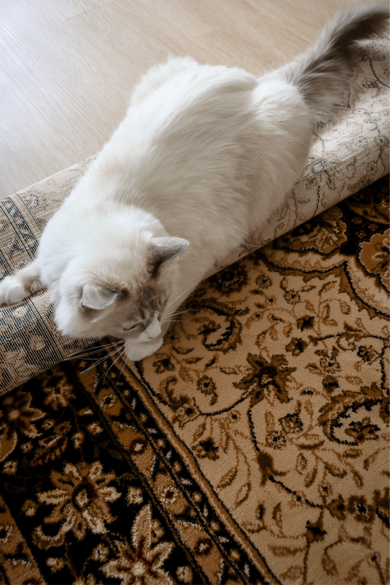 Royal Sultan Carpet | Al Safa | Royal Persian Series - The Carpetier™