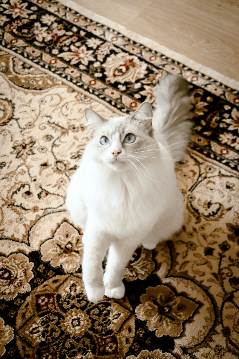 Royal Sultan Carpet | Al Safa | Royal Persian Series - The Carpetier™