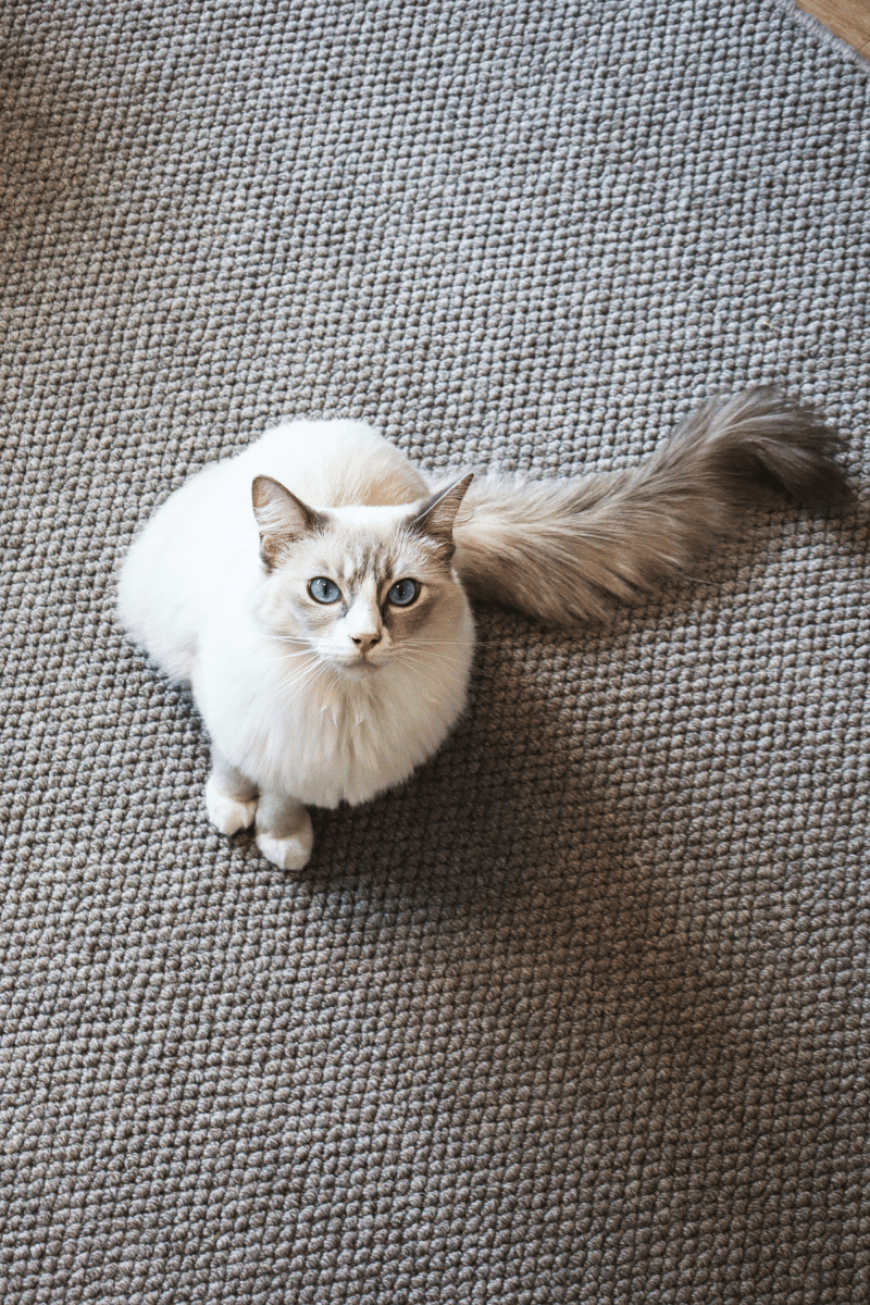 Stone Loop Pile Carpet | Earth Series - The Carpetier™