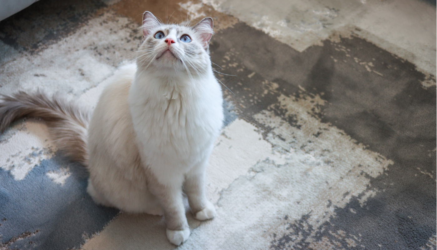 Beautiful white cat on a beautiful machine woven carpet.