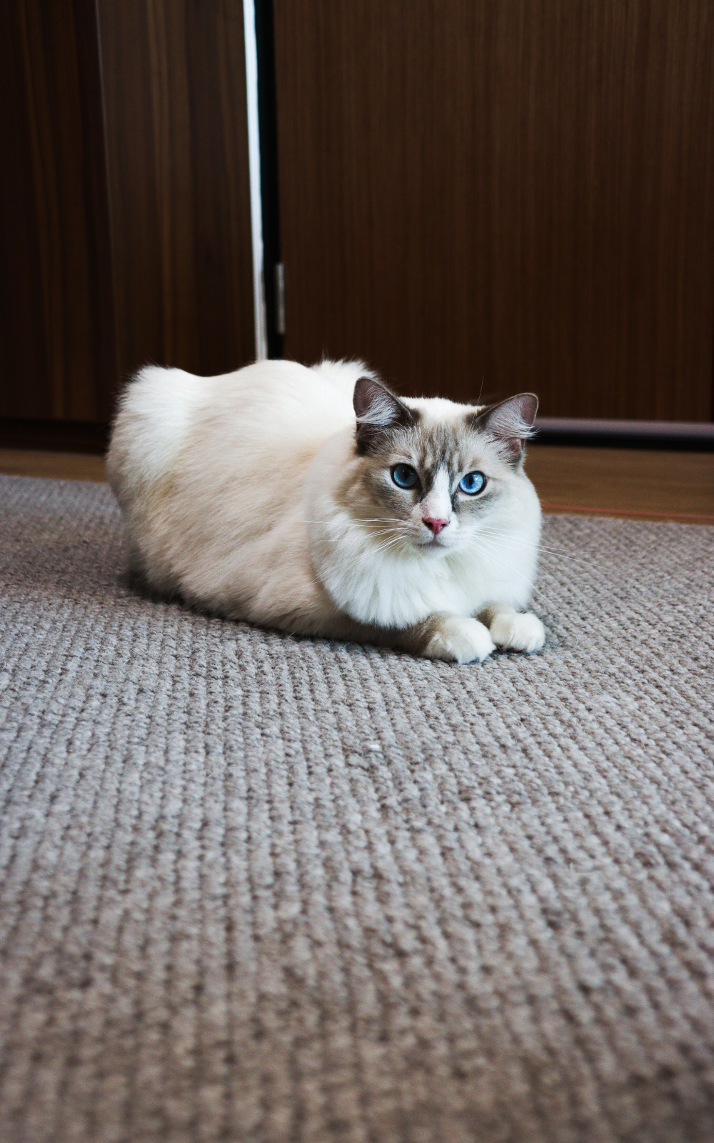 beautiful white cat sitting on a beautiful grey loop pile carpet.