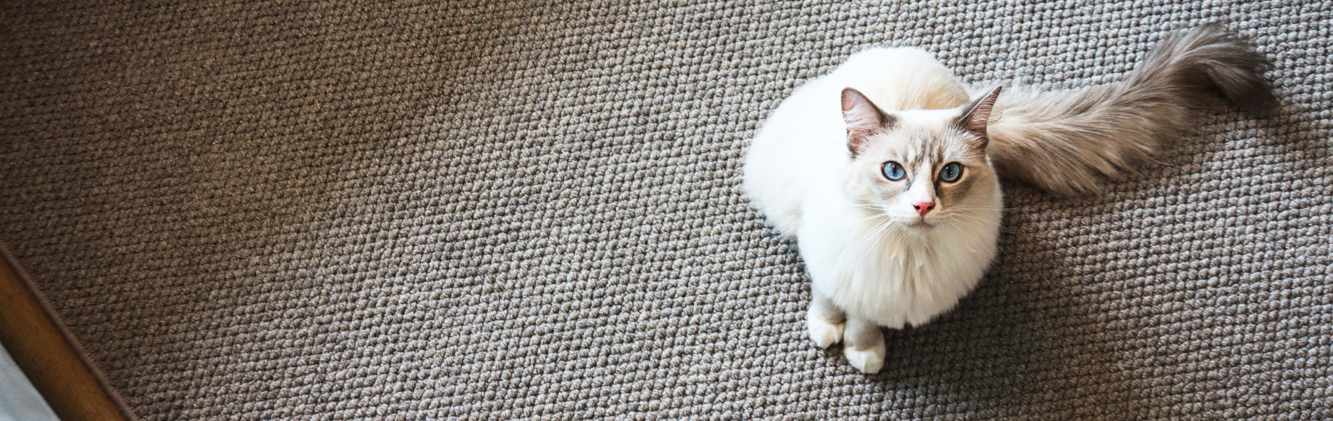 White cat sitting on a loop pile grey carpet