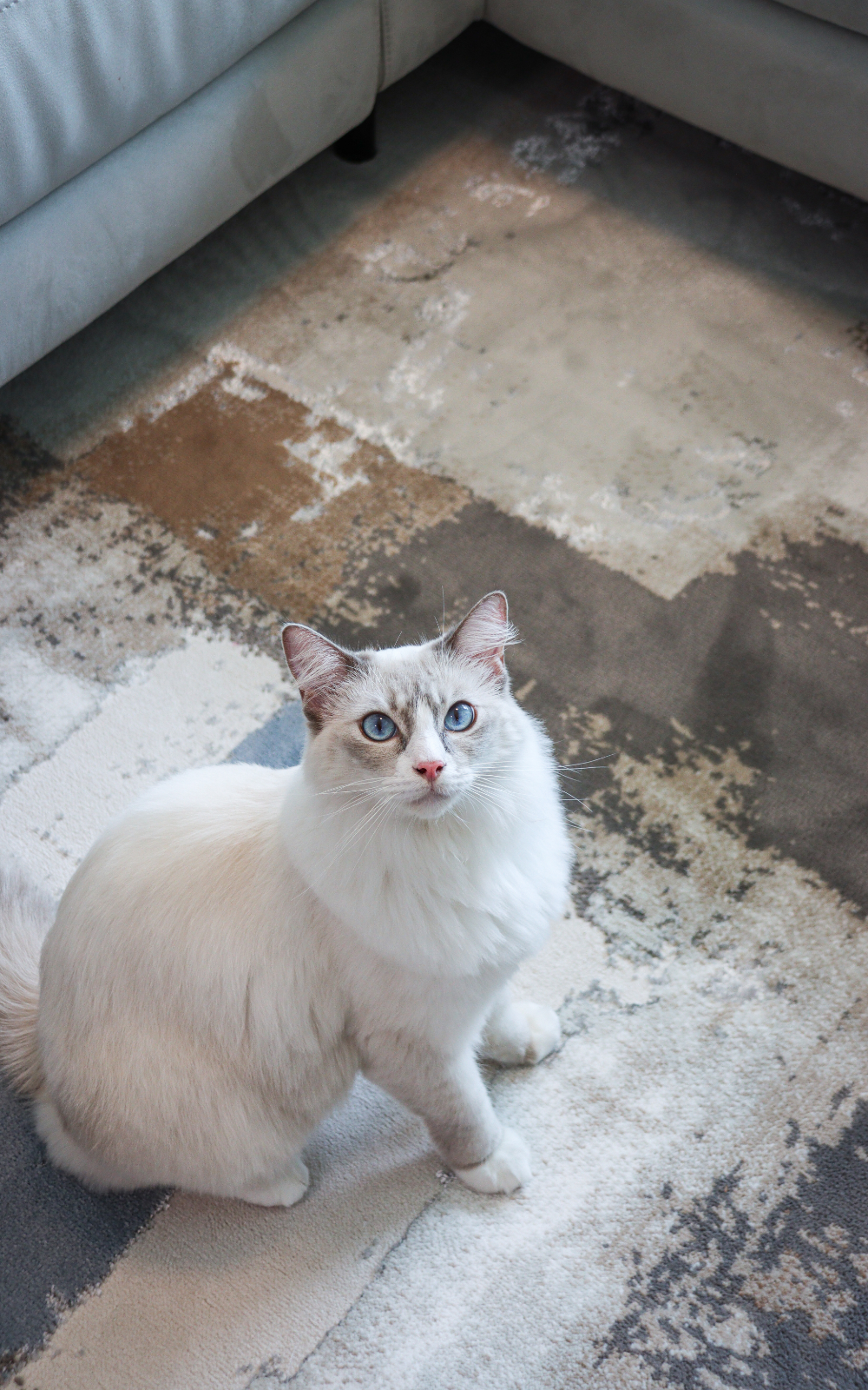 Beautiful white cat on a beautiful machine woven carpet.