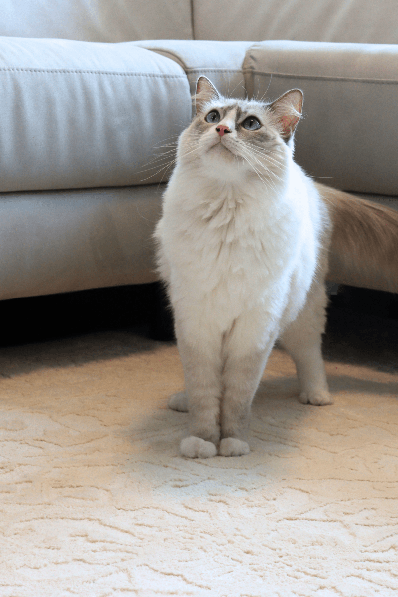 Cream Imperial Carpet | Wilton Dyed Series - The Carpetier™