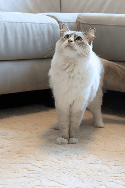 Cream Imperial Carpet | Wilton Dyed Series - The Carpetier™