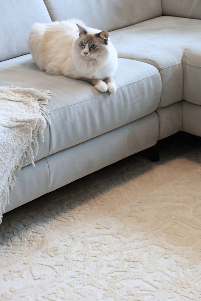 Cream Imperial Carpet | Wilton Dyed Series - The Carpetier™