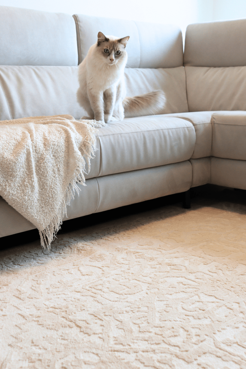 Cream Imperial Carpet | Wilton Dyed Series - The Carpetier™