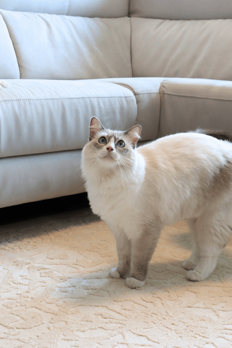 Cream Imperial Carpet | Wilton Dyed Series - The Carpetier™