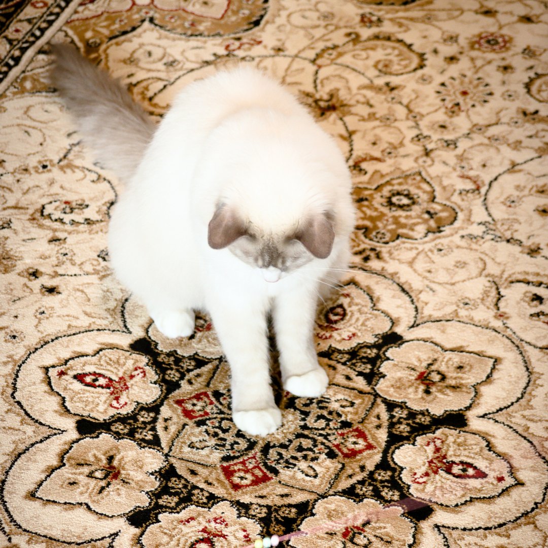 Royal Sultan Carpet | Al Safa | Royal Persian Series - The Carpetier™