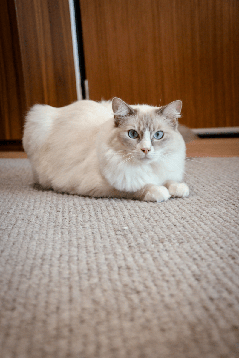 Stone Loop Pile Carpet | Earth Series - The Carpetier™