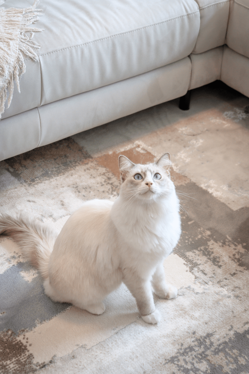 Timeless Canvas Luxury Carpet | Carlton Modern Series - The Carpetier™